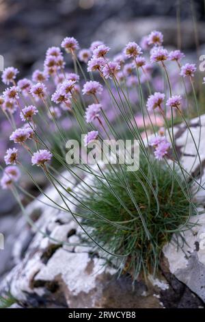 Solway-Küste bei Kirkudbright, Dumfries und Galloway, Schottland Stockfoto