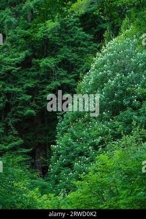 Californina Buckeye („Aesculus californica“) blüht im Muir Woods National Monument im Marin County, Kalifornien Stockfoto