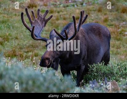 Ein Elch, der sich in den Weiden ernährt, hält einen Blick auf den Medicine Bow National Forest, Albany County, Wyoming Stockfoto