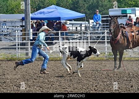 Emporia, KS, USA. September 2023. Kyler Parthemer von Frankfort schnappt das Kalb und hebt dann seine Hand, um zu signalisieren, dass er am 17. September 2023 in Emporia, Kansas, die Aufgabe der Bindung des Kalbes beendet hat. Quelle: Mark Reinstein/Media Punch/Alamy Live News Stockfoto