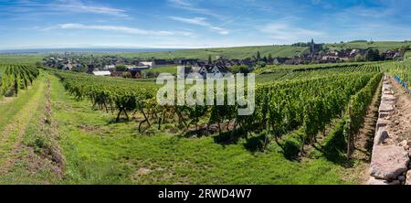 Hunawihr, Frankreich - 09 04 2023: Elsässischer Weinberg. Blick auf die Weinberge auf dem Hügel und das Dorf darunter Stockfoto