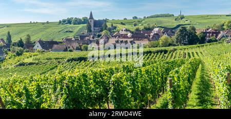 Hunawihr, Frankreich - 09 04 2023: Elsässischer Weinberg. Blick auf die Weinberge auf dem Hügel und das Dorf darunter Stockfoto