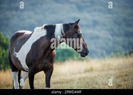 Amerikanisches Paintpferd auf Weide in den Bergen. Schwarz-weißes Mustangtier Stockfoto