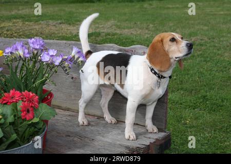 Beagle steht auf der Rückseite eines alten hölzernen Anhängers an einem Eimer mit Blumen. Stockfoto