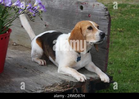 Beagle liegt auf der Rückseite eines alten hölzernen Anhängers an einem Eimer mit Blumen Stockfoto