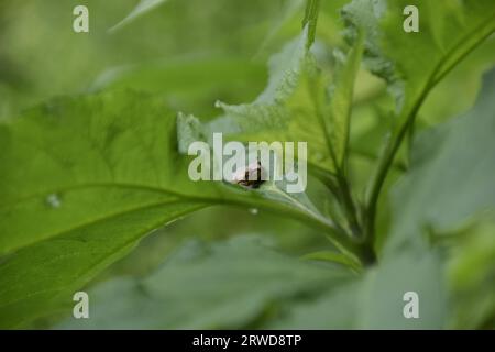 Spring Peeper (Pseudacris Crucifer) Stockfoto