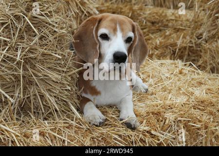 Beagle legt auf Heuballen in der Scheune Stockfoto