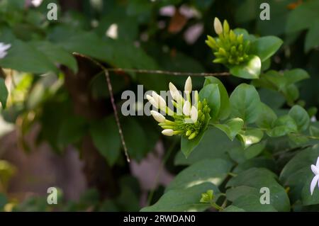 Weiße Krepp-Jasmin-Blütenknospen (Tabernaemontana divaricata), flacher Fokus. Stockfoto