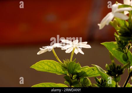 Weiße Krepp-Jasminblüten (Tabernaemontana divaricata), flacher Fokus. Stockfoto