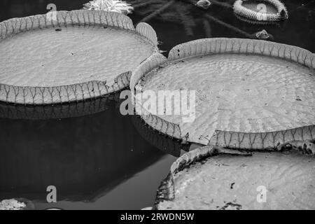 Große Lily Pads in Schwarz und weiß Stockfoto