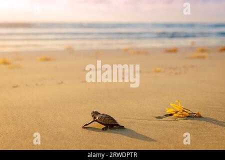 Der Strand mit Baby-Schildkröten aus Leder geht bei Sonnenuntergang in Richtung der vom Meer bedrohten Arten Stockfoto