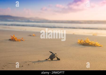 Der Strand mit Baby-Schildkröten aus Leder geht bei Sonnenuntergang in Richtung der vom Meer bedrohten Arten Stockfoto