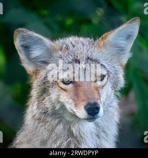 Kojote in Alaska im Sommer Stockfoto