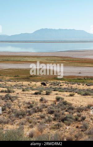 Ein Bison I die gelbe Grasprärie des Antelope Island State Park im Great Salt Lake, Utah. Stockfoto