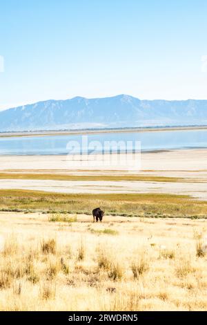 Ein Bison I die gelbe Grasprärie des Antelope Island State Park im Great Salt Lake, Utah. Stockfoto