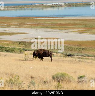 Ein Bison I die gelbe Grasprärie des Antelope Island State Park im Great Salt Lake, Utah. Stockfoto