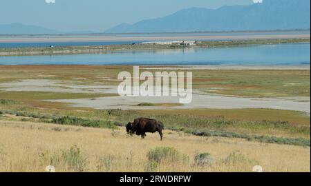 Ein Bison I die gelbe Grasprärie des Antelope Island State Park im Great Salt Lake, Utah. Stockfoto