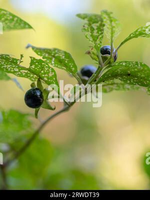 Beeren von Atropa belladonna, allgemein bekannt als Belladonna oder tödlicher Nachtschatten. Stockfoto