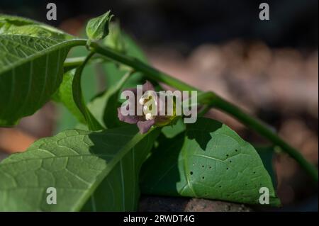 Blüten von Atropa belladonna, allgemein bekannt als Belladonna oder tödlicher Nachtschatten. Stockfoto