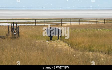 Ein Bison I die gelbe Grasprärie des Antelope Island State Park im Great Salt Lake, Utah. Stockfoto