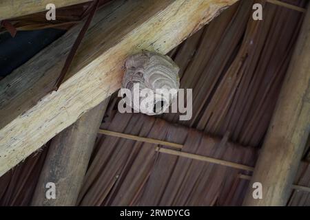 Wespennest unter dem Dach des Pavillons, gefährliche Insekten für Menschen Stockfoto