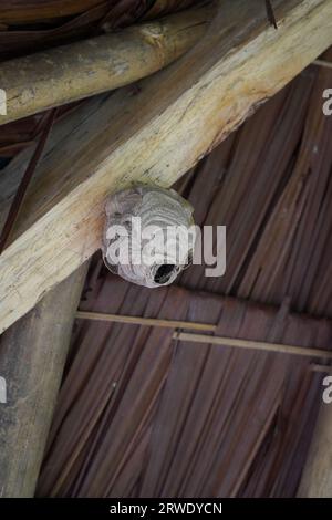 Wespennest unter dem Dach des Pavillons, gefährliche Insekten für Menschen Stockfoto