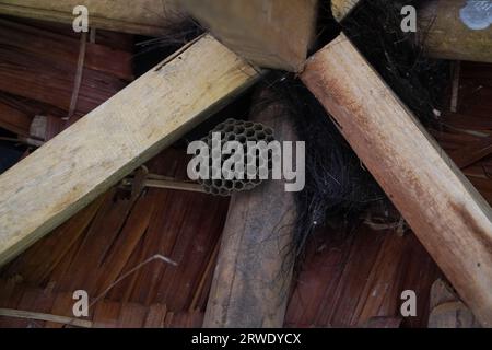 Wespennest unter dem Dach des Pavillons, gefährliche Insekten für Menschen Stockfoto