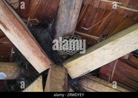 Wespennest unter dem Dach des Pavillons, gefährliche Insekten für Menschen Stockfoto