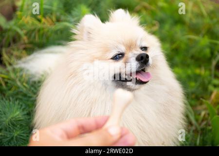 Leckereien für Tiere. Picky Dog weigert sich, Knochen auf unscharfgrünem Hintergrund zu essen. Stockfoto