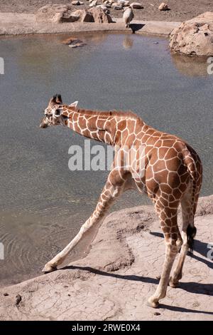 Eine Giraffe breitete sich aus, um im Utah Zoo Wasser zu trinken. Stockfoto