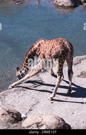 Eine Giraffe breitete sich aus, um im Utah Zoo Wasser zu trinken. Stockfoto