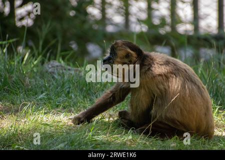 Ein junger Spinnenaffen mit hellbraunem Pelz, der auf dem Grasfeld sitzt. Stockfoto