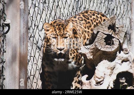 Ein Amur Leopard neben einem Zaun in einem Zoo-Gehege; mit Punktmuster Pelz. Stockfoto