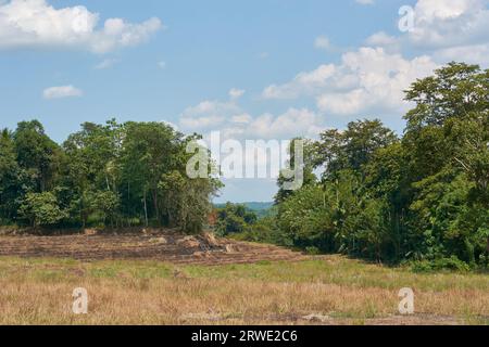 Landschaft von Reisfarm oder Reisfeld nach der Ernte, getrocknetes Stroh oder Stoppeln auf dem Feld in der Nähe von Waldbäumen im Hintergrund, ländliche Landwirtschaft in agricultura Stockfoto