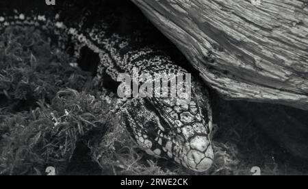 Ein argentinisches schwarz-weißes Tegu in einem Zoogehege. Stockfoto