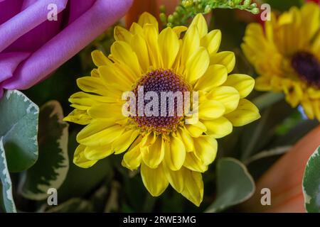 Hintergrund mit Makro-Textur aus frischen, hellen Blumen in einem Blumenarrangement im Innenbereich mit gelber Chrysantheme Stockfoto
