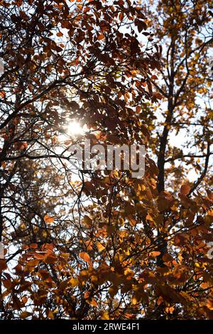 Die Sonnenstrahlen brechen durch die Baumkrone. Zweig mit schönen Orangenblättern im Herbstwald. Helle Herbstfarben. Stockfoto