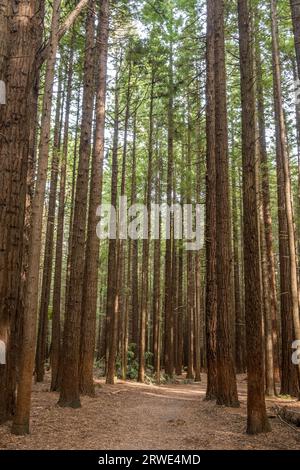 Redwood Forest in Rotorua, Neuseeland. Stockfoto