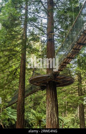 Redwoods Treewalk im Whakarewarewa Forest in Neuseeland. Stockfoto