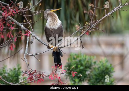 Florida Anhinga (auch bekannt als Schlangenvogel oder amerikanischer Dartpfeil) inmitten rosa Blüten im Bird Island Park in Ponte Vedra Beach, Florida. (USA) Stockfoto