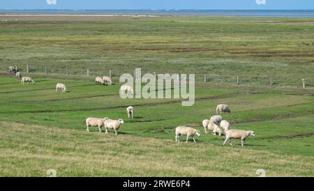 Salzwiesen mit Schafen, Föhr, Nordfriesische Insel, Nordfriesland, Schleswig-Holstein, Deutschland Stockfoto