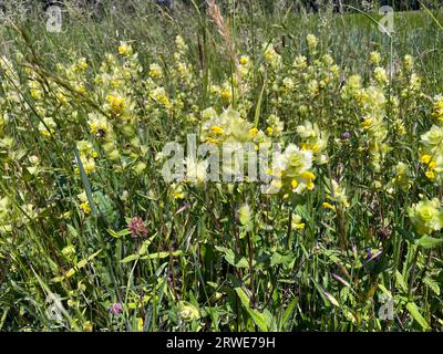 Gemeine goldene Brennnessel (Lamium galeobdolon), Wiese, Sommer, Tauber, Taubertal, Tauberfranken, Main-Tauber-Bezirk, Lauda-Königsshofen Stockfoto