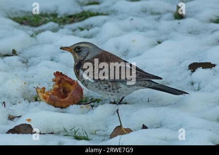 Feldarbeit, die neben dem Apfel steht, im Schnee, links schauend Stockfoto