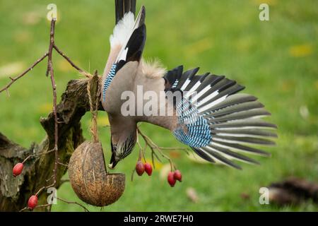 Eurasischer Jay mit Nuss im Schnabel und offenen Flügeln, die vom Baumstumpf hängen, mit Essensschale und roten Beeren, die nach unten schauen Stockfoto