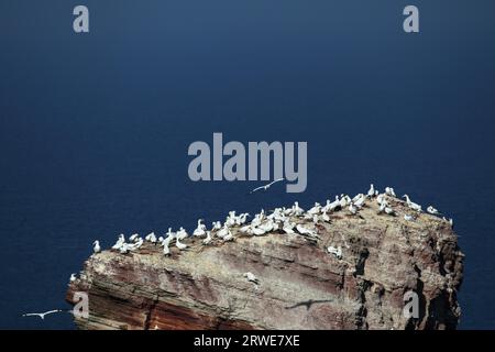 Gannet-Kolonie an der Spitze der lange Anna auf Helgoland Stockfoto