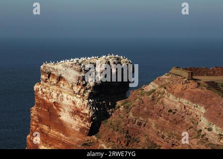 Gannet-Kolonie an der Spitze der lange Anna auf Helgoland Stockfoto