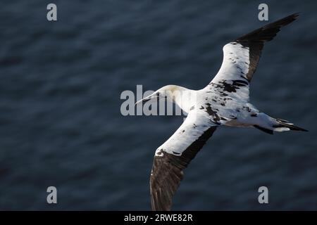 Junge Nordgannet (Morus bassanus) im Flug auf den Klippen von Helgoland Stockfoto