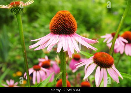 Echinacea purpurea oder Coneflower blühen im bienenfreundlichen Garten. Echinacea ist eine wunderbare Pflanze für Bestäuber. Stockfoto