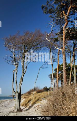 Windvögel am Weststrand, Fischland-Darss, Mecklenburg-Vorpommern Stockfoto