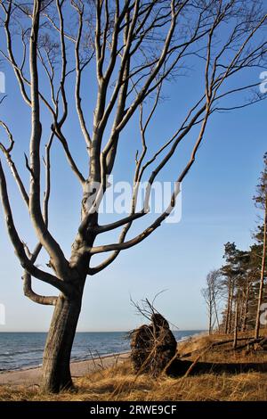 Windvögel am Weststrand, Fischland-Darss, Mecklenburg-Vorpommern Stockfoto